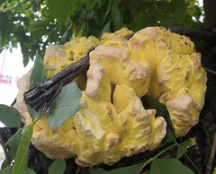Laetiporus sulphureus