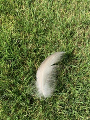 Alopochen aegyptiaca