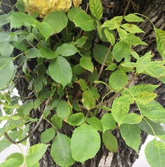 Laetiporus sulphureus