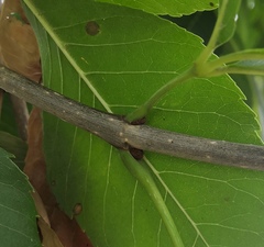 Laetiporus sulphureus