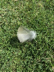 Alopochen aegyptiaca