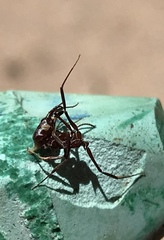 Odontomachus desertorum