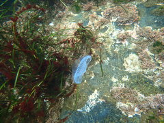 Aequorea victoria
