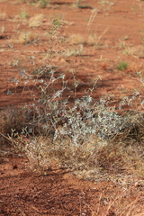 Indigofera monophylla