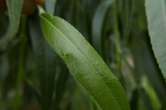 Phyllocnistis saligna