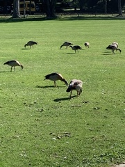 Alopochen aegyptiaca