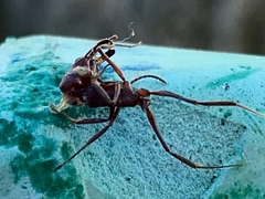 Odontomachus desertorum