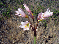 Zephyranthes advena