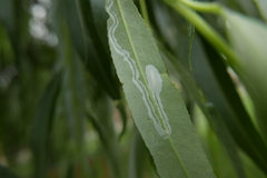 Phyllocnistis saligna