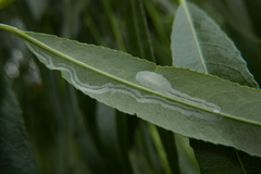 Phyllocnistis saligna