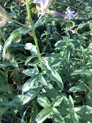 Saponaria officinalis