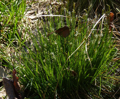 Carex bromoides