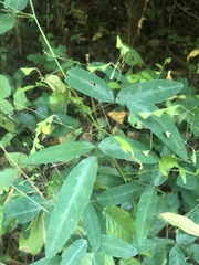 Desmodium paniculatum paniculatum