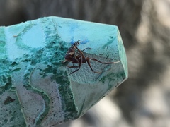 Odontomachus desertorum