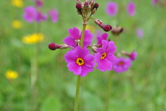 Primula poissonii