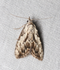 Nola pleurochorda