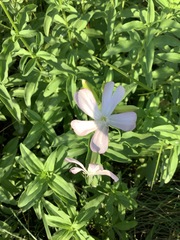 Saponaria officinalis