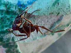 Odontomachus desertorum