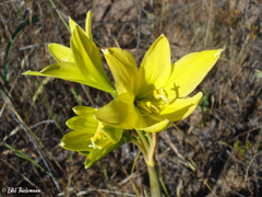 Zephyranthes bagnoldii