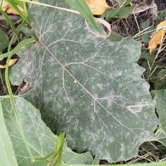 Golovinomyces depressus