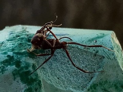 Odontomachus desertorum