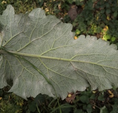 Golovinomyces depressus