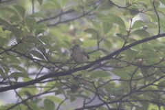Sylviparus modestus