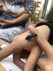 Semanotus amethystinus