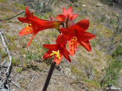 Zephyranthes phycelloides