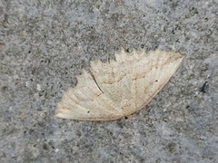 Megalycinia serraria