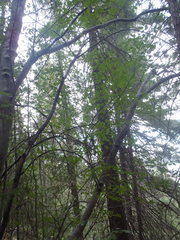 Acer glabrum neomexicanum