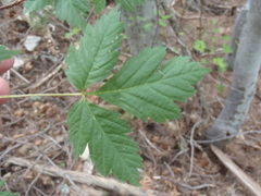 Acer glabrum neomexicanum