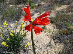 Zephyranthes phycelloides