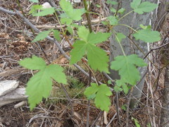 Acer glabrum neomexicanum