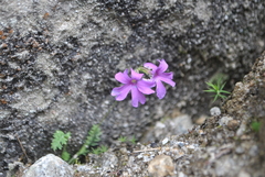 Primula blinii