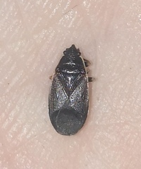 Pyrrhocoris marginatus