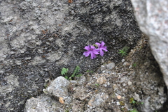 Primula blinii