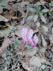 Cyclamen hederifolium