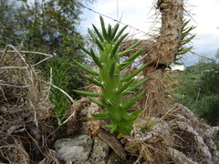Austrocylindropuntia subulata
