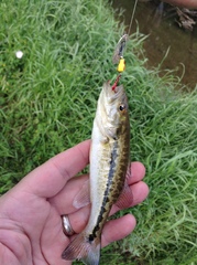 Micropterus henshalli