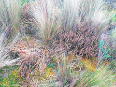 Phlegmariurus crassus