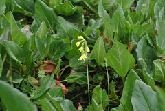 Primula sikkimensis
