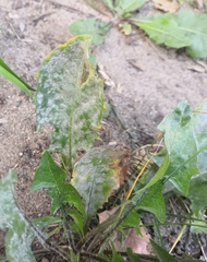 Podosphaera erigerontis-canadensis