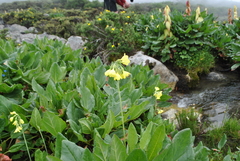 Primula sikkimensis