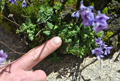 Primula blinii