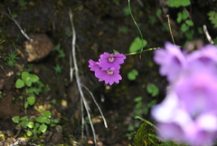 Primula blinii