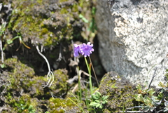 Primula blinii