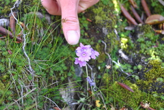 Primula blinii
