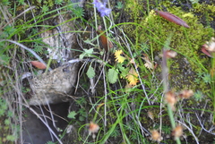 Primula blinii