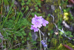 Primula blinii